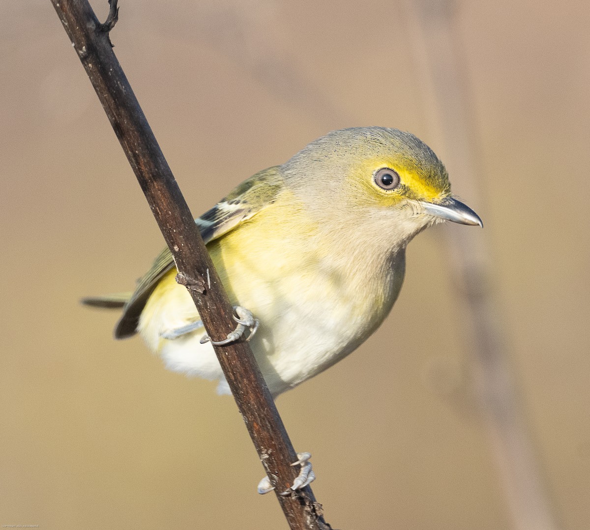 Viréo aux yeux blancs - ML610865268