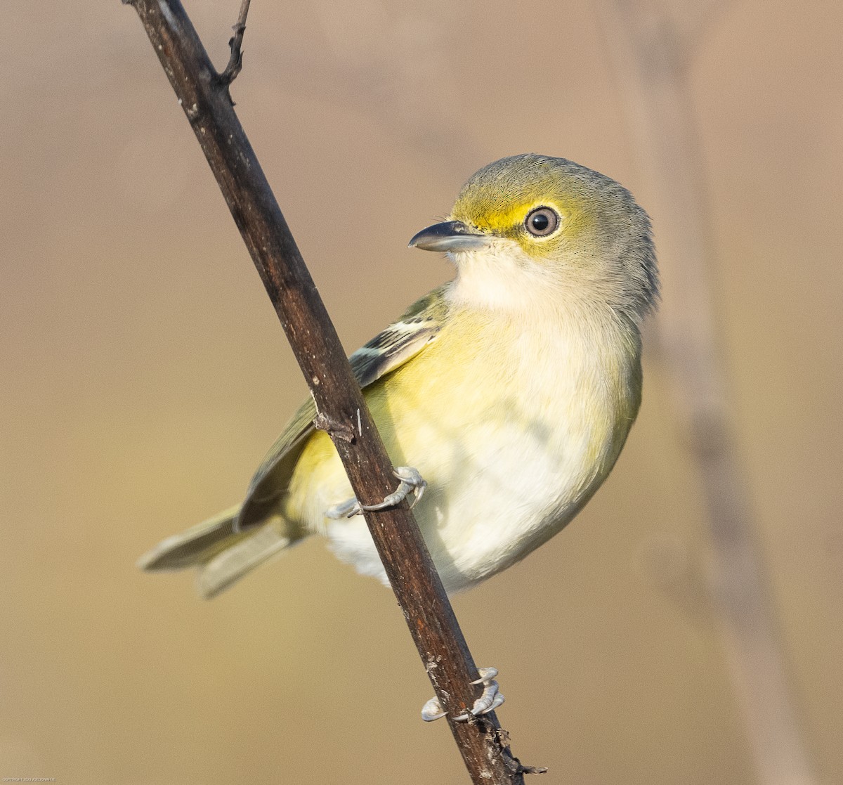 Viréo aux yeux blancs - ML610865269