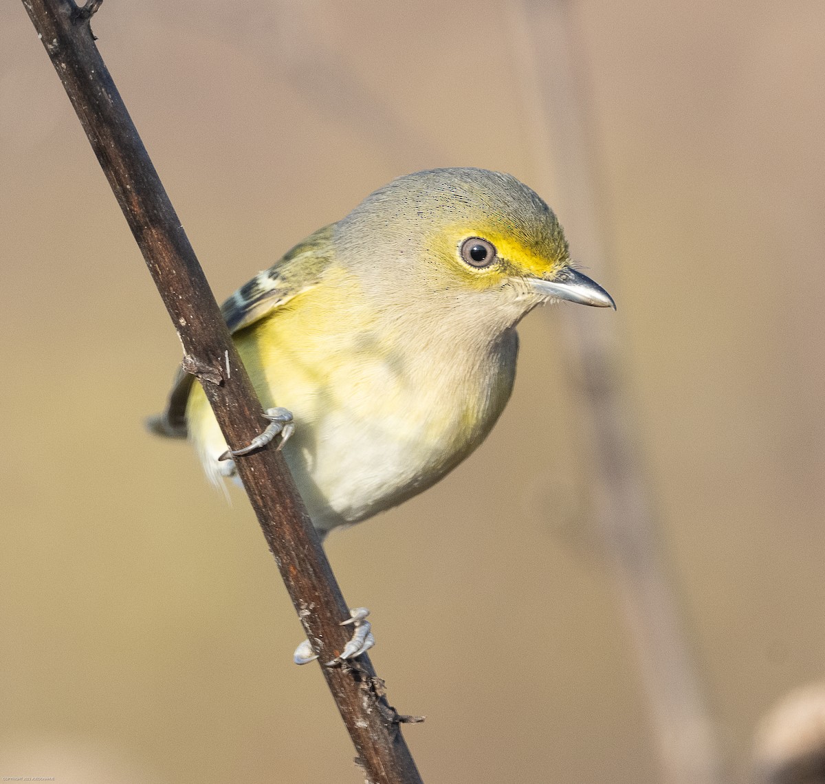 Viréo aux yeux blancs - ML610865271