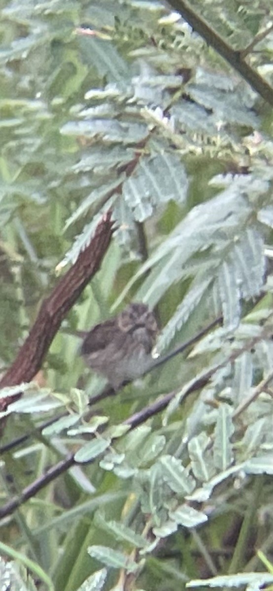 Lincoln's Sparrow - ML610865322