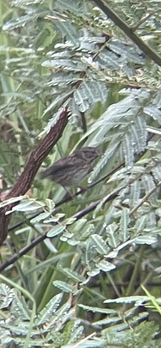 Lincoln's Sparrow - ML610865323