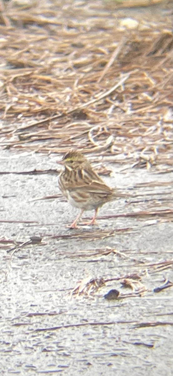 Savannah Sparrow - Roland Rumm