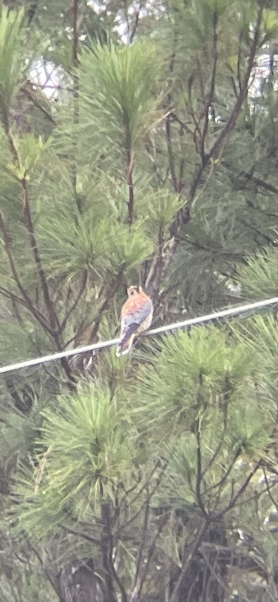 American Kestrel - ML610865345