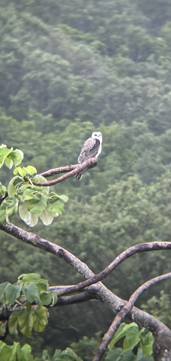 White-tailed Kite - Roland Rumm