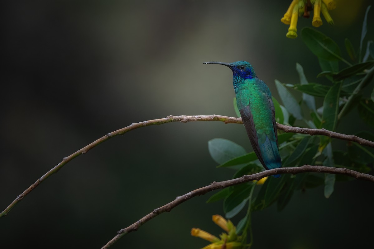 fiolørekolibri - ML610865455