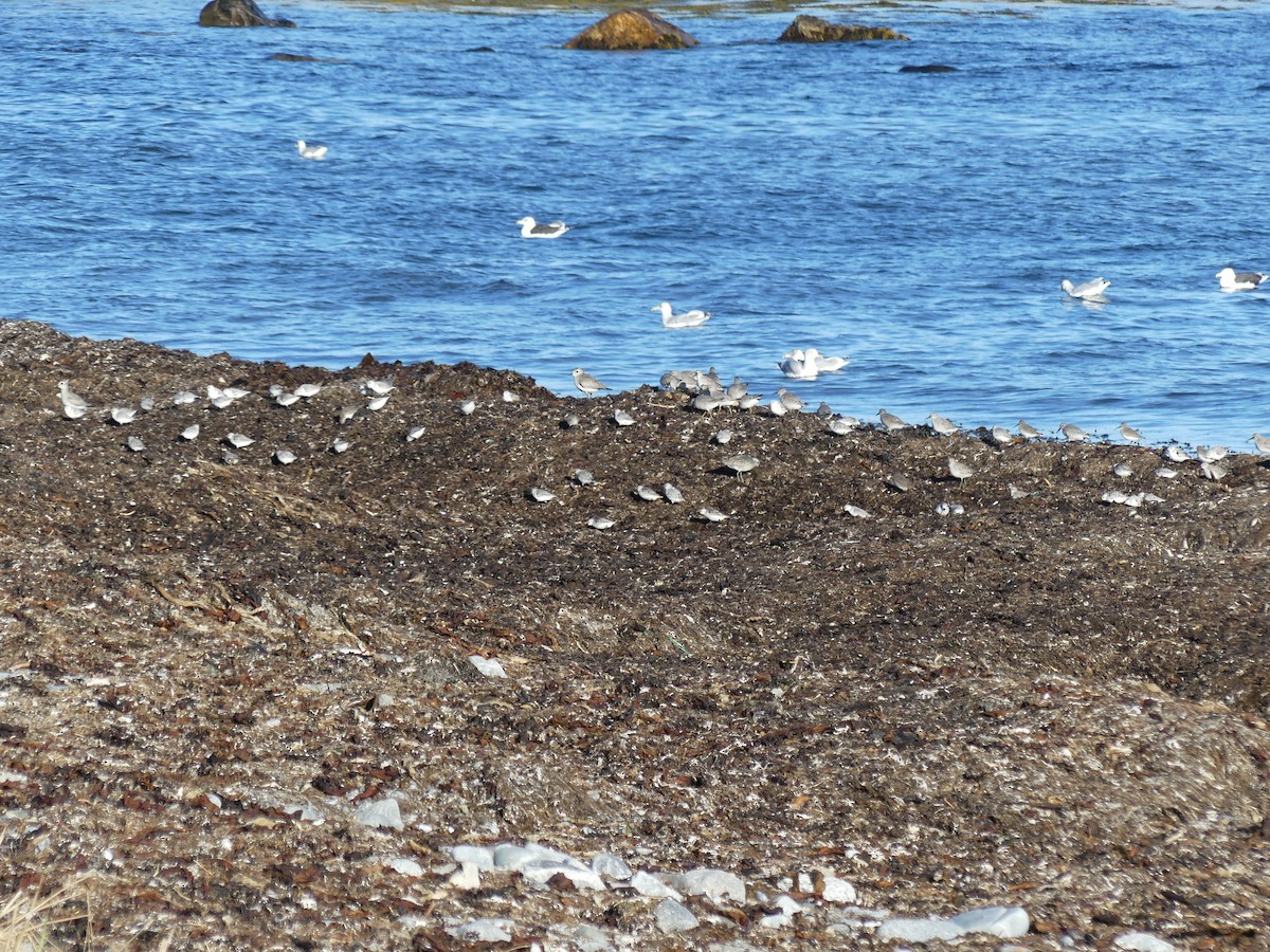 Black-bellied Plover - ML610865479