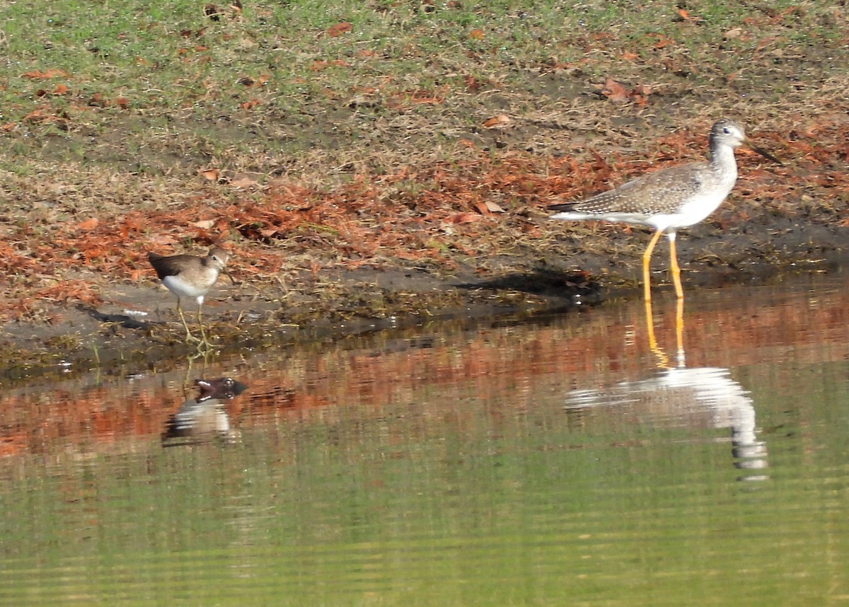 Solitary Sandpiper - ML610865529