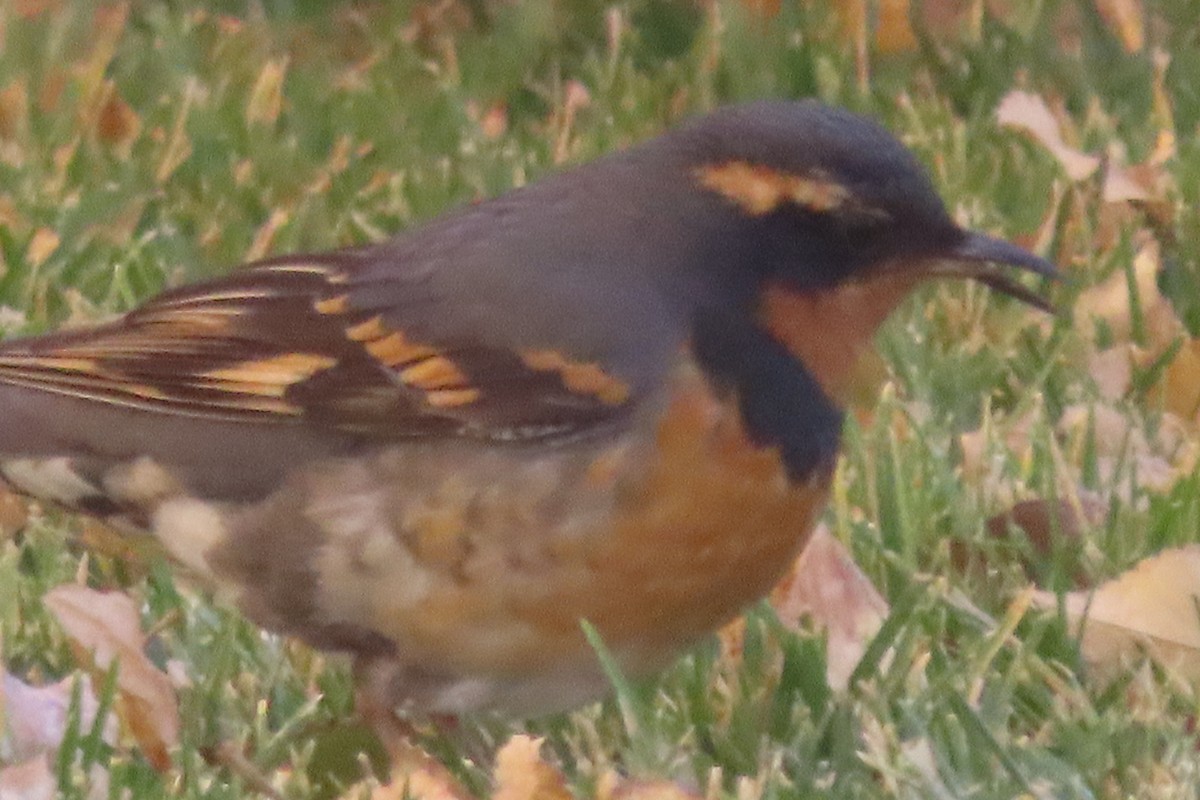 Varied Thrush - ML610865599