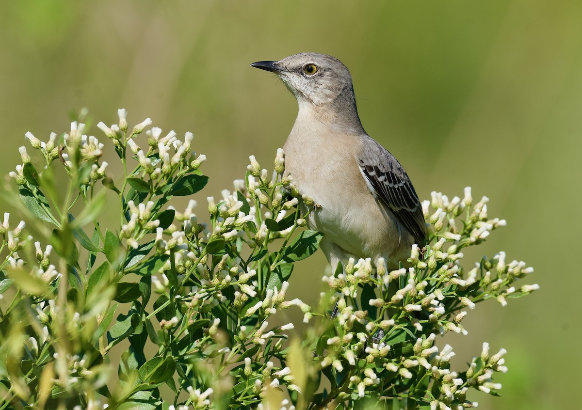 Northern Mockingbird - ML610865664