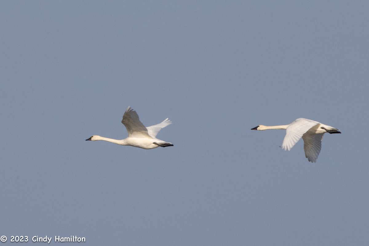 Tundra Swan - ML610865710