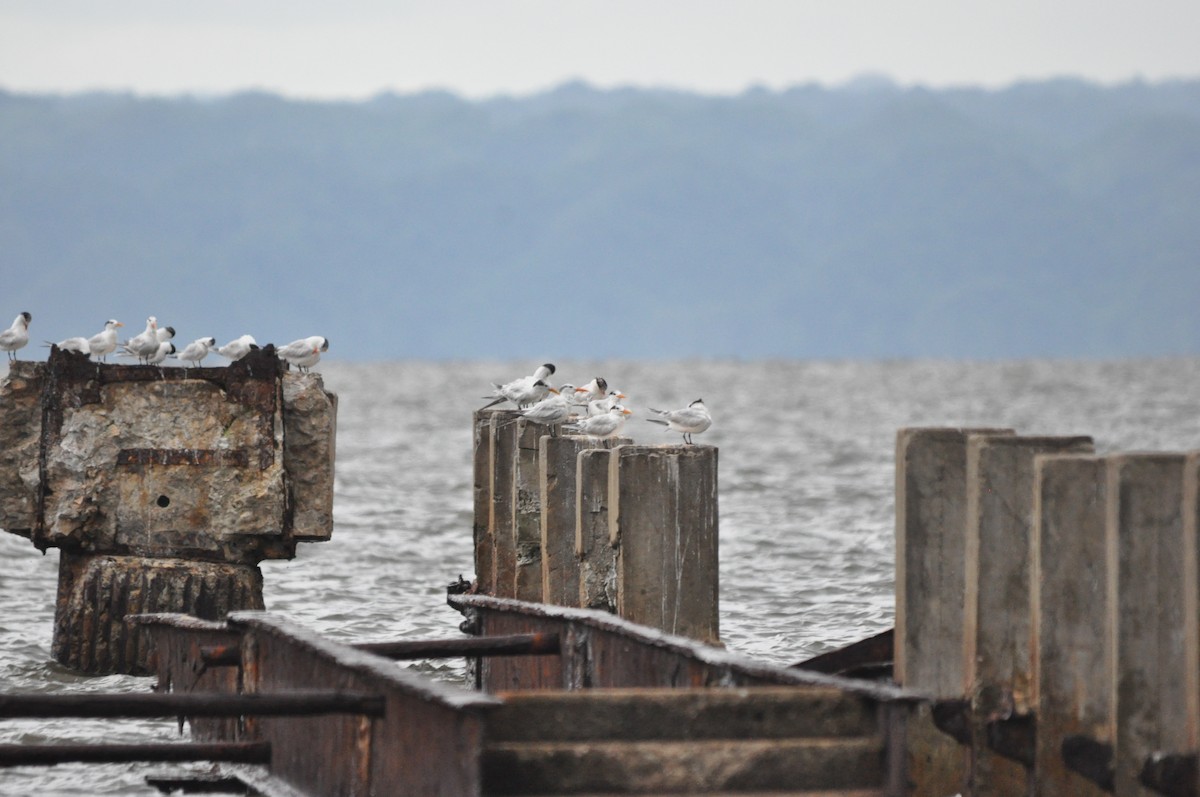 Royal Tern - Joaquim  Simão