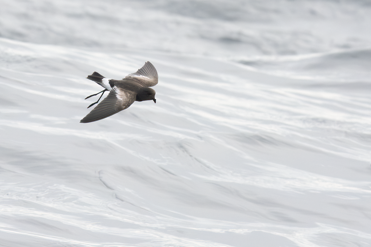 Pincoya Storm-Petrel - ML610865774
