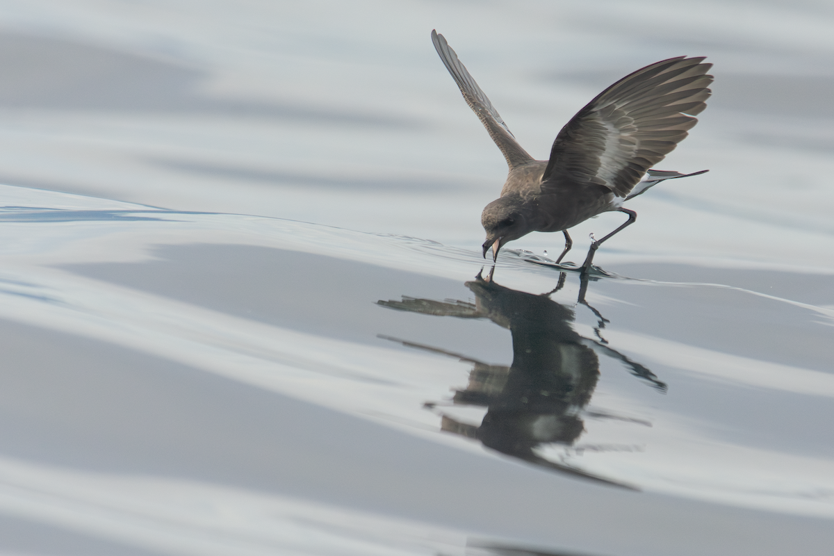Pincoya Storm-Petrel - ML610865775