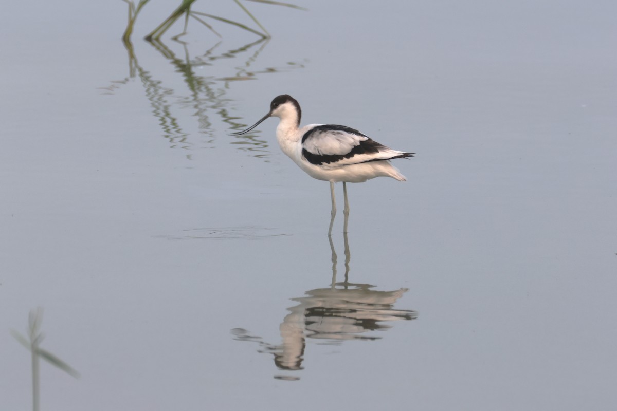 Avocette élégante - ML610865920