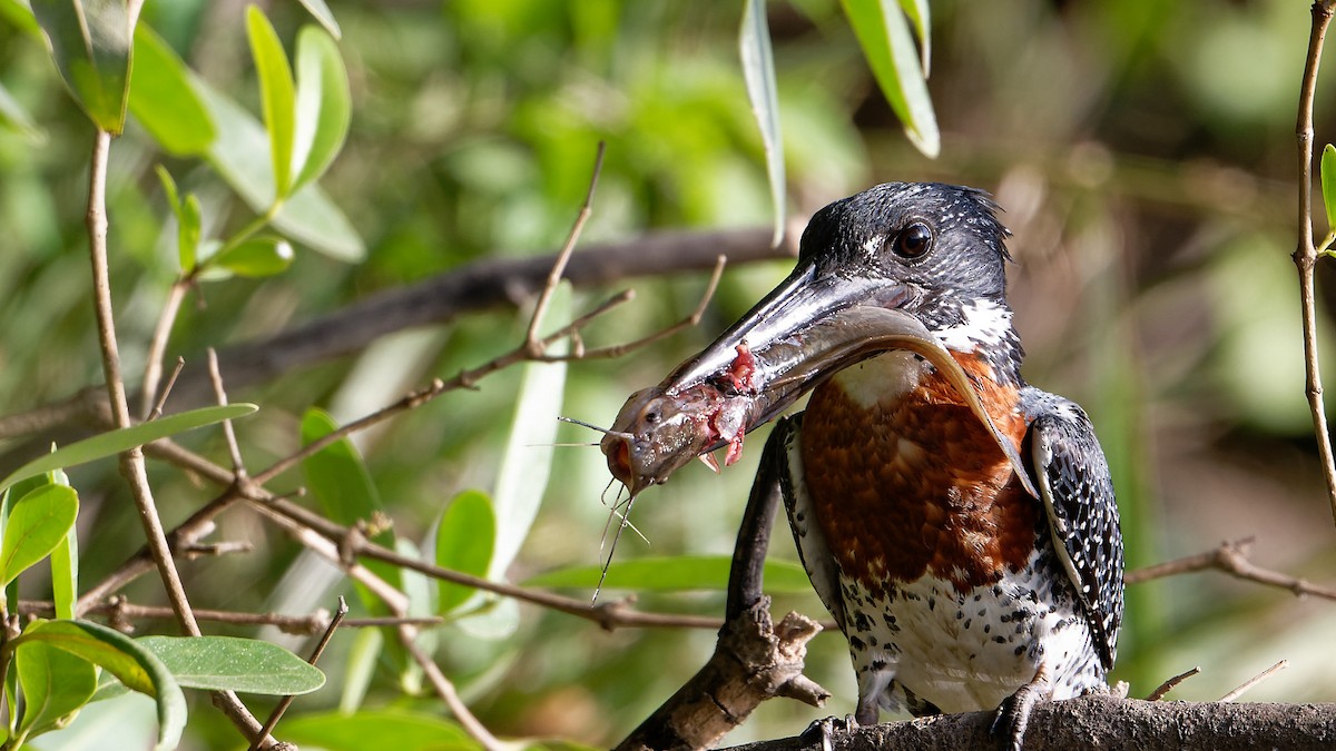 Giant Kingfisher - ML610865973