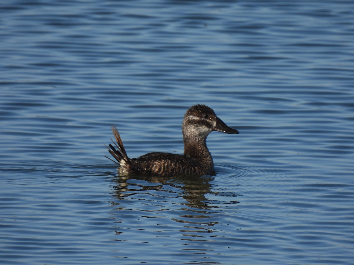 Lake Duck - Pablo Alejandro Pla