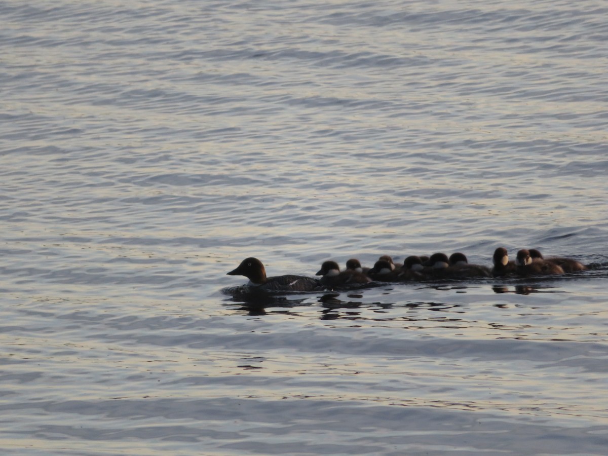 Common Goldeneye - ML61086611