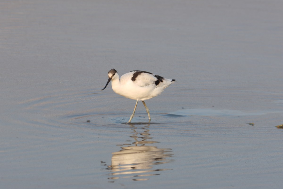 Avocette élégante - ML610866207