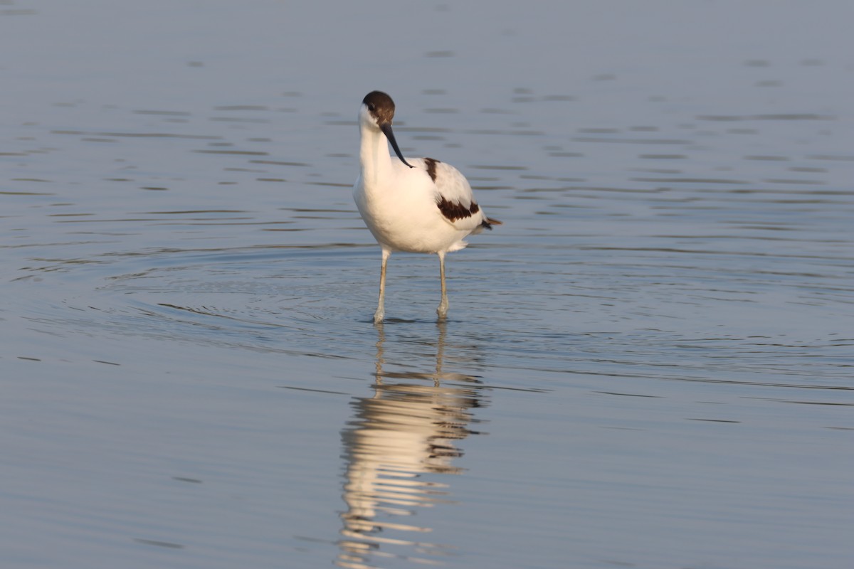 Avocette élégante - ML610866209