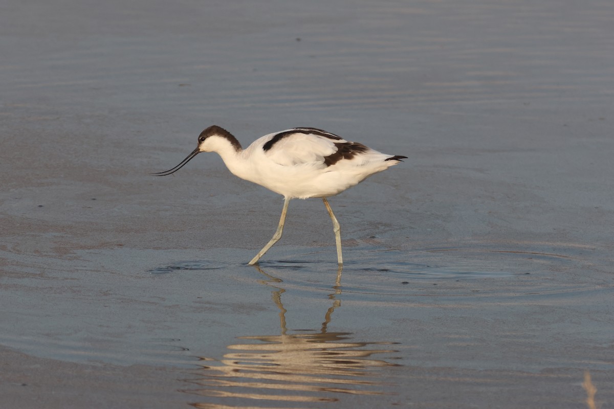 Avocette élégante - ML610866211