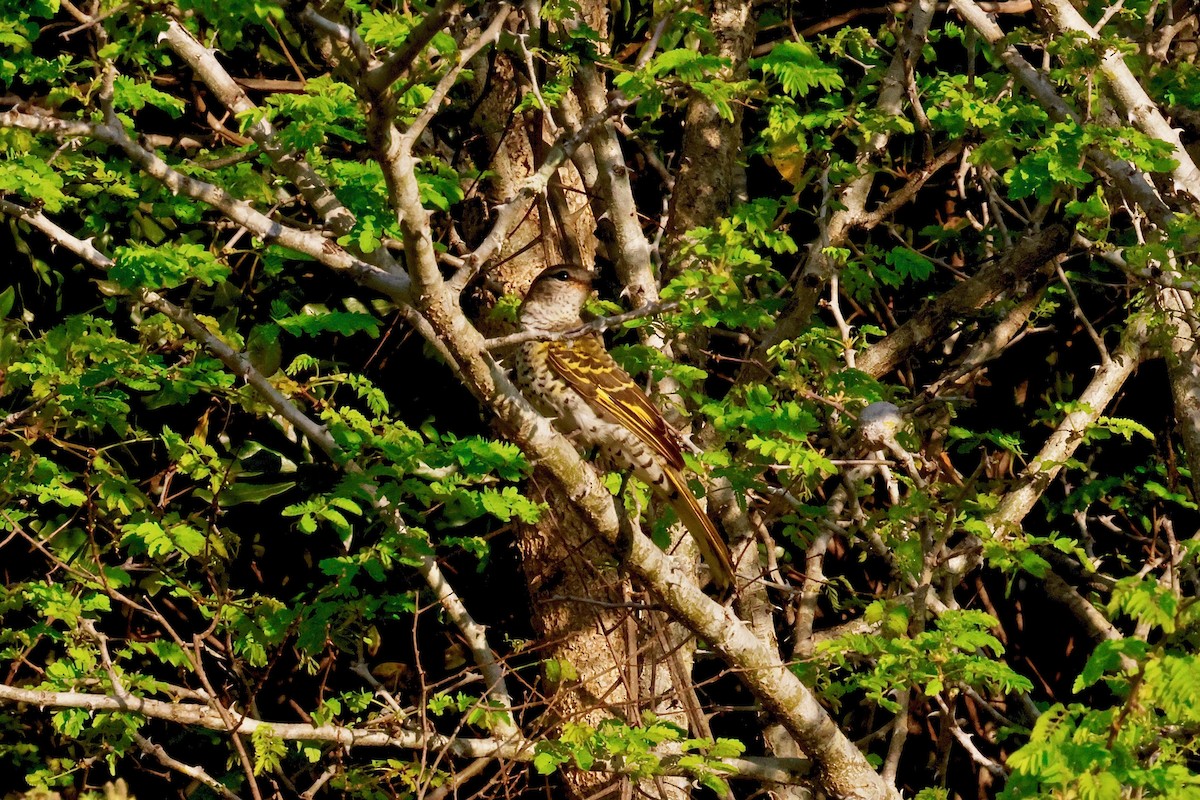 Black Cuckooshrike - ML610866386