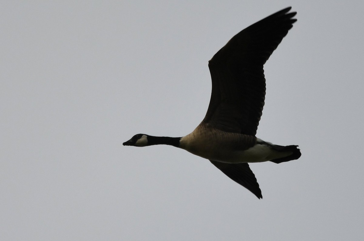 Canada Goose - ML610866408