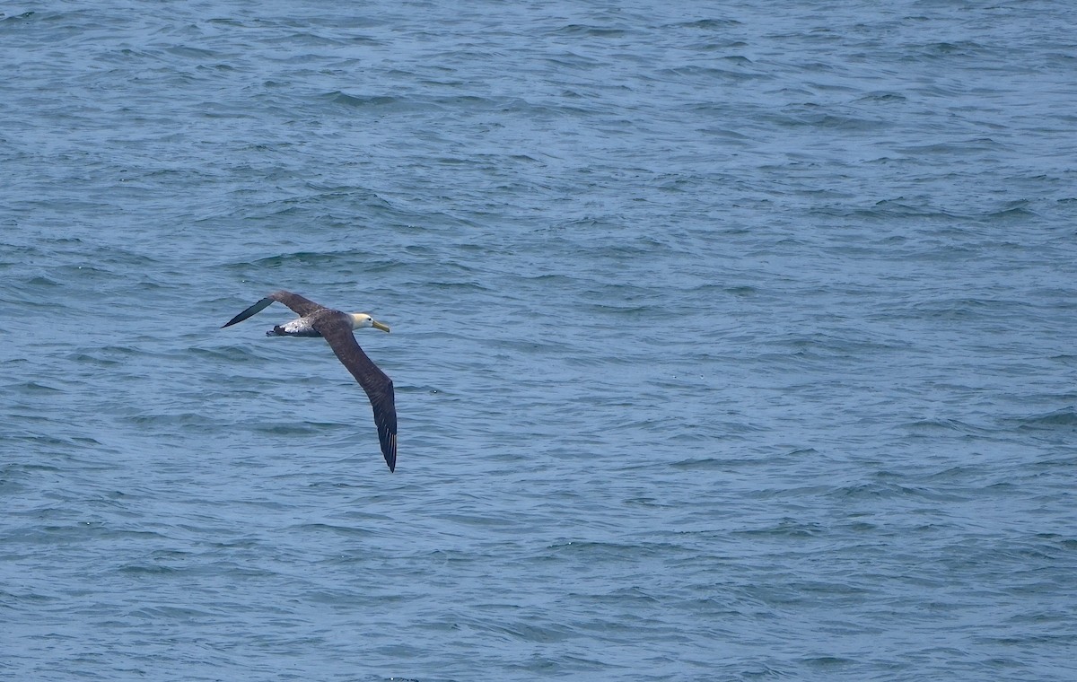 Waved Albatross - Kini Roesler