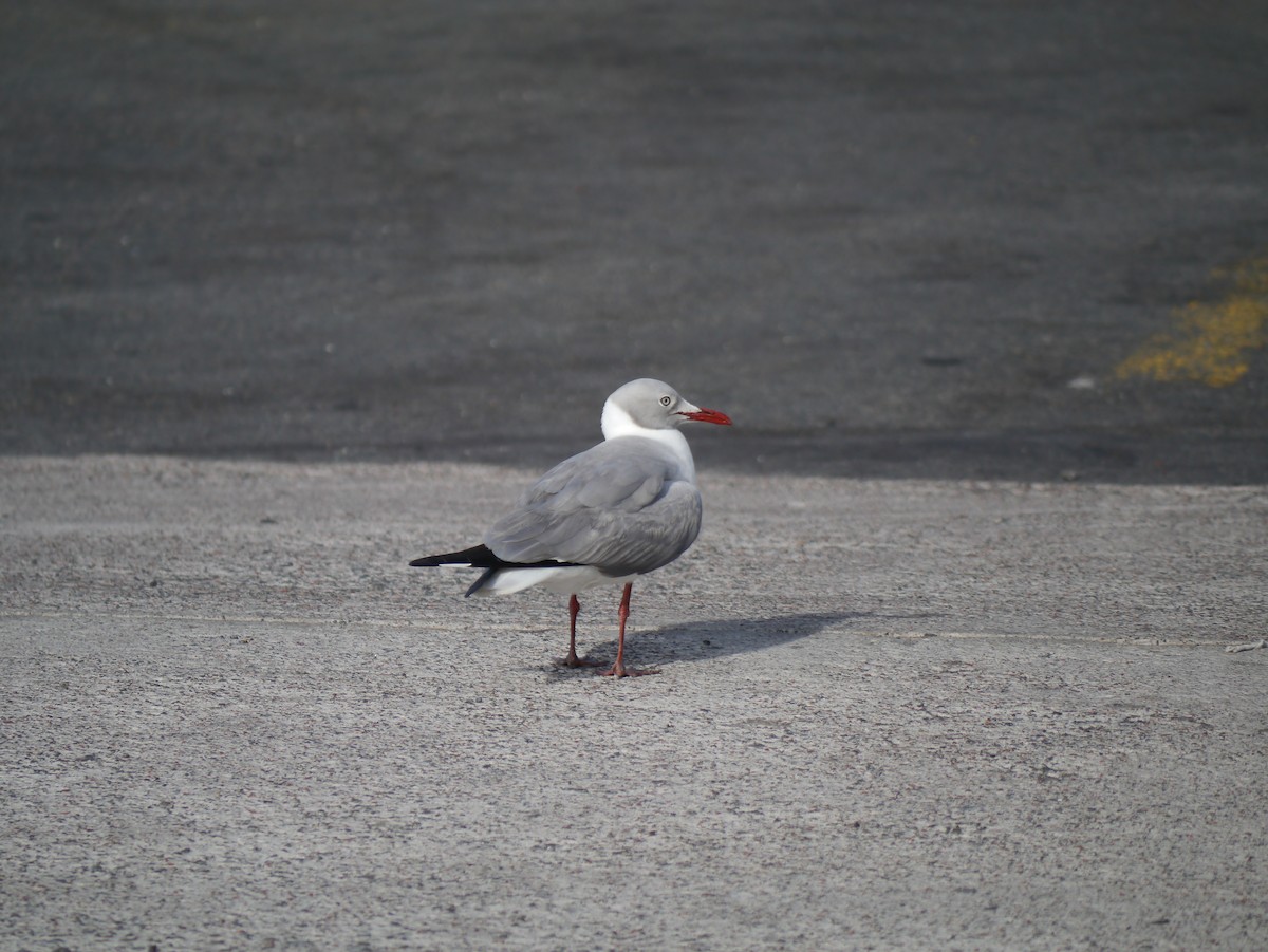 Gray-hooded Gull - ML610866522