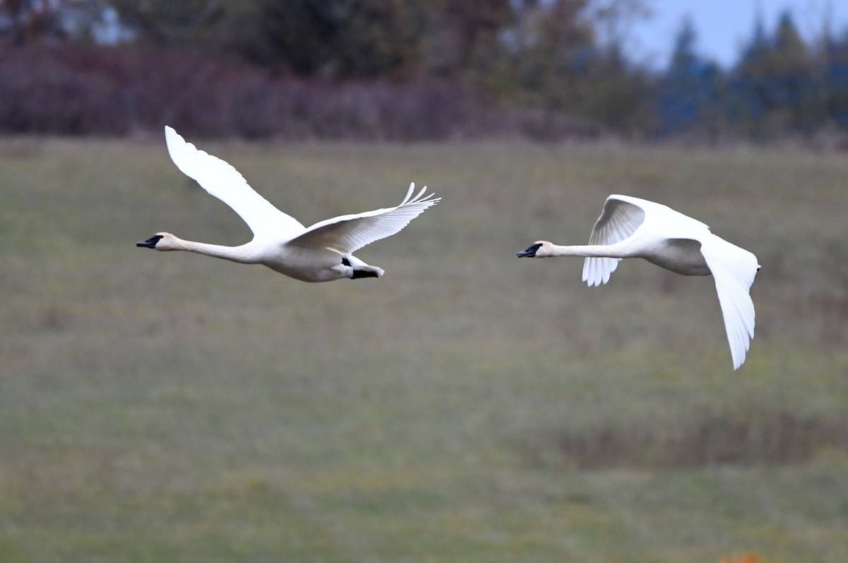 Trumpeter Swan - ML610866764