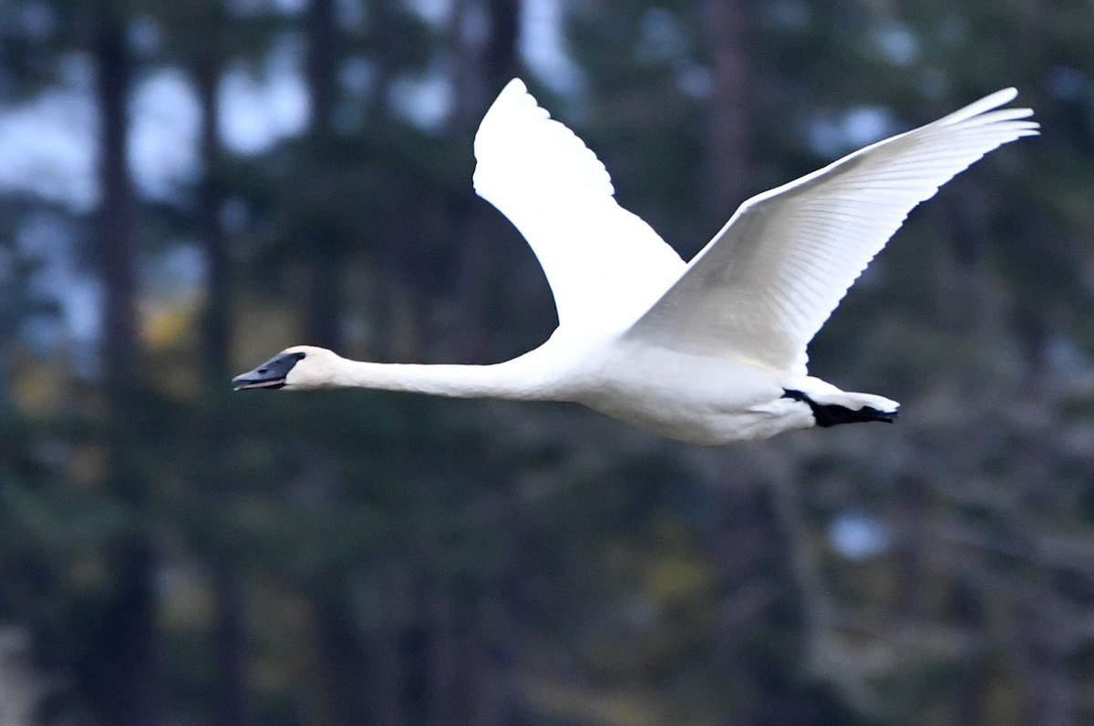 Trumpeter Swan - ML610866767