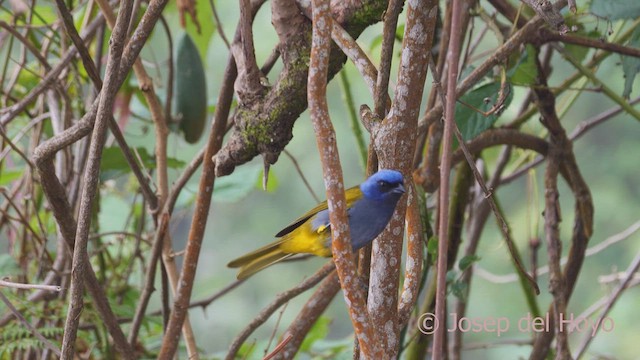 Tangara Coroniazul - ML610866784