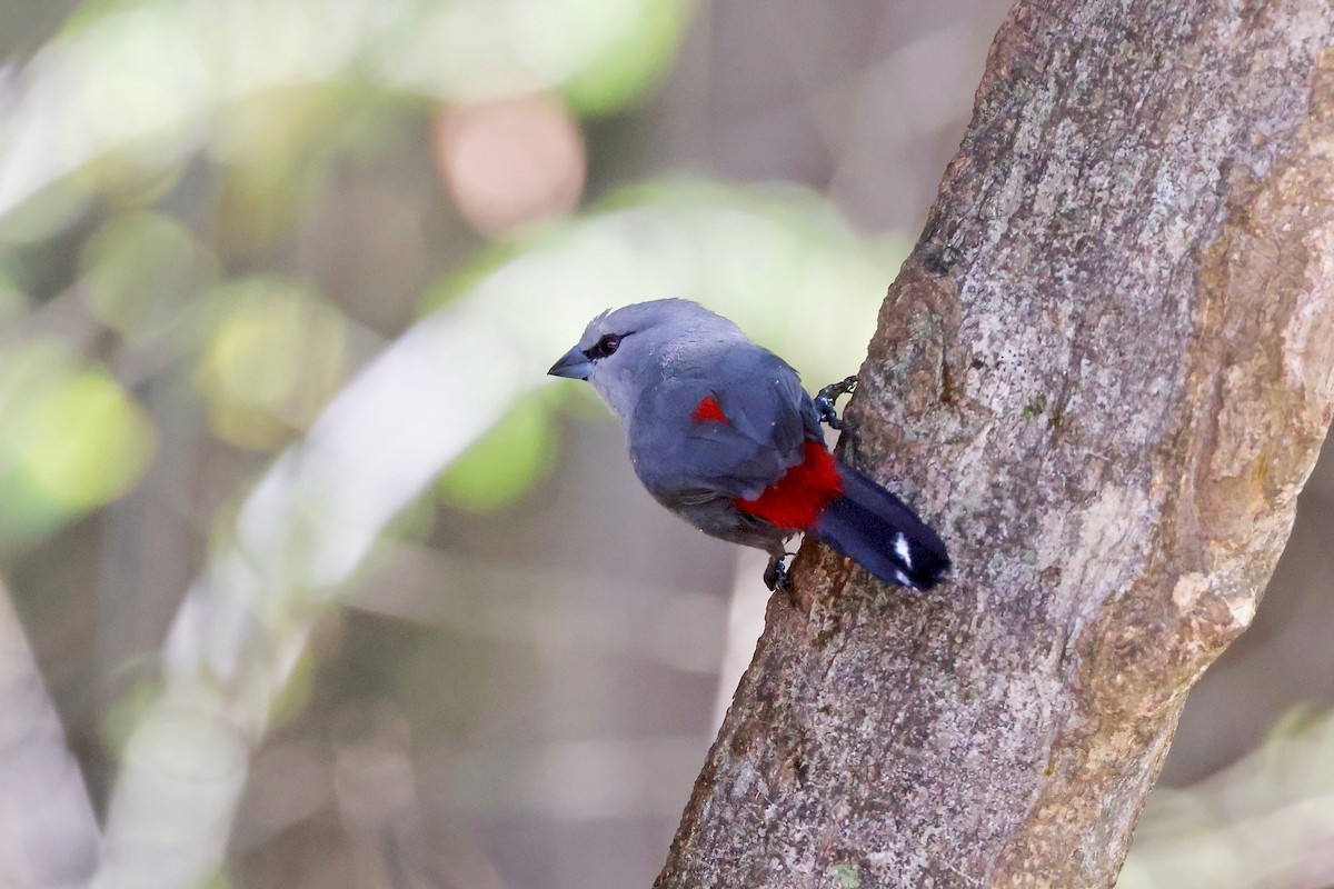 Black-tailed Waxbill - ML610866875