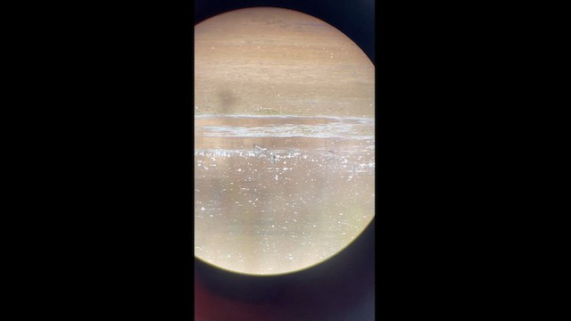 Бонапартов песочник - ML610866959