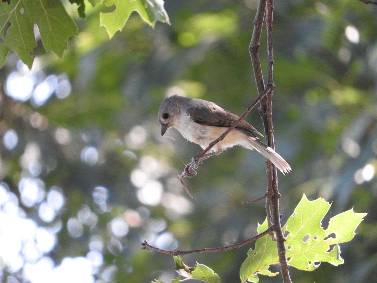 Tufted Titmouse - ML61086701