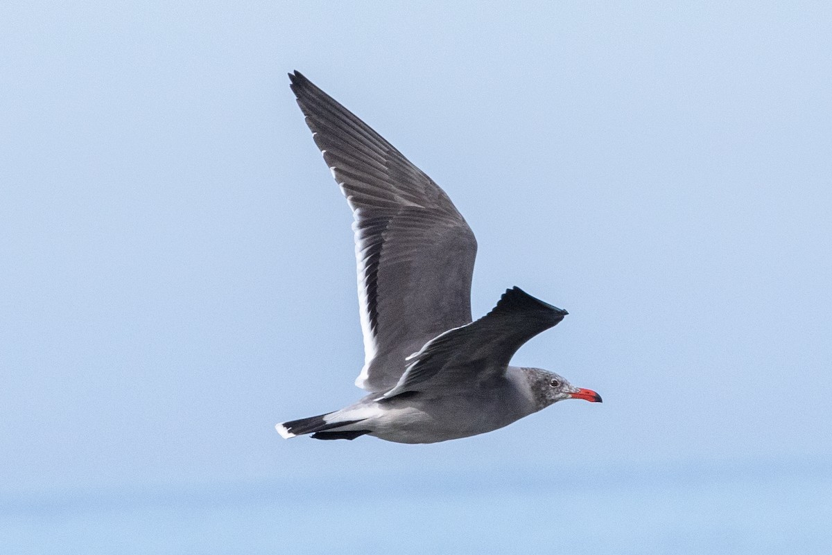 Gaviota Mexicana - ML610867042