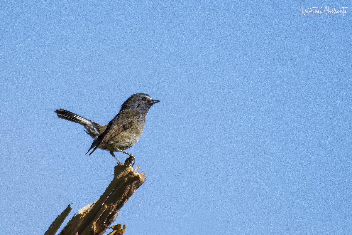 Rufous-gorgeted Flycatcher - ML610867133