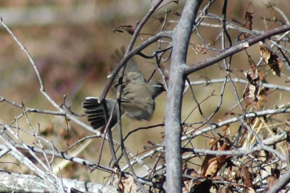 Black-throated Sparrow - ML610867149