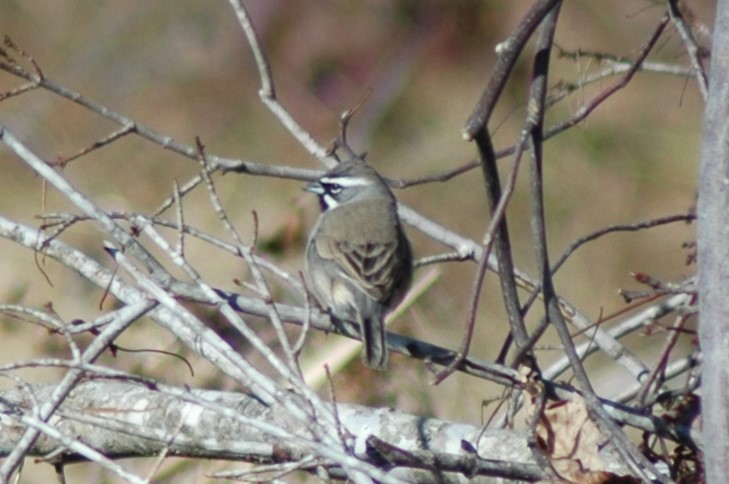 Black-throated Sparrow - ML610867150
