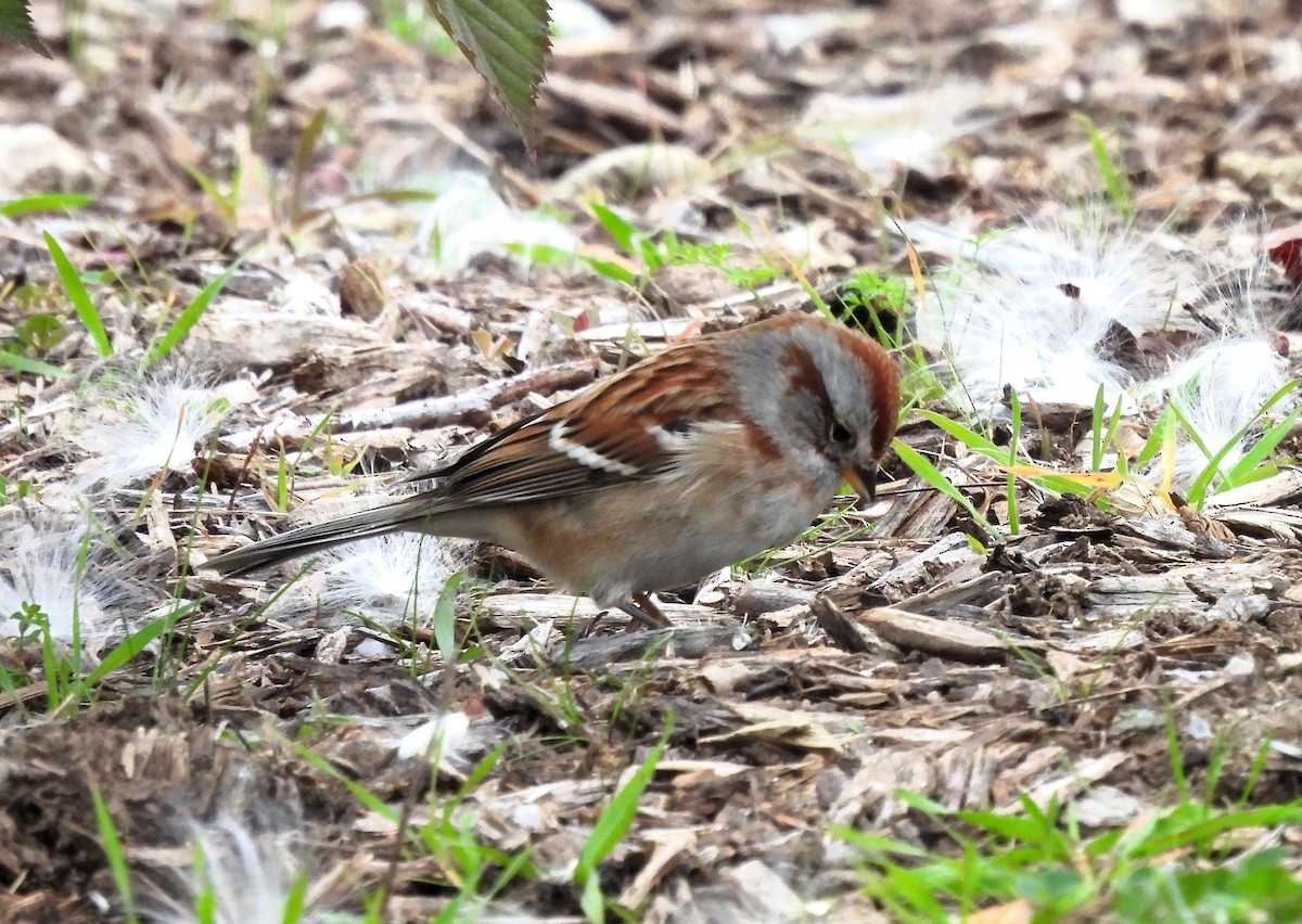 American Tree Sparrow - ML610867197