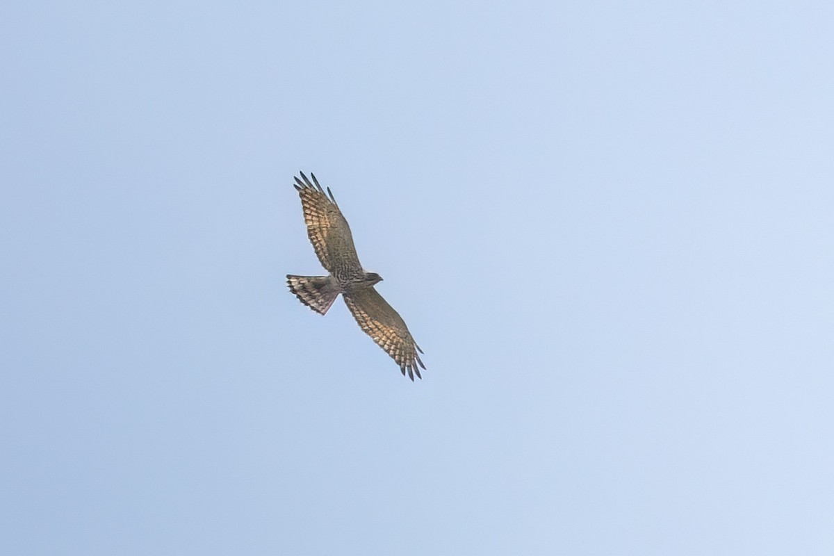 Gray-faced Buzzard - ML610867248