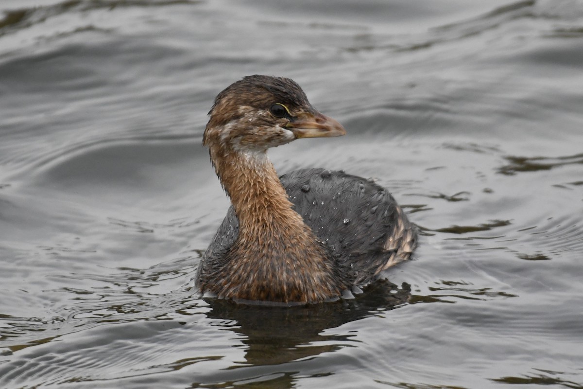 Pied-billed Grebe - ML610867269