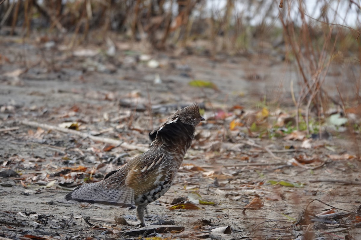 Ruffed Grouse - ML610867282