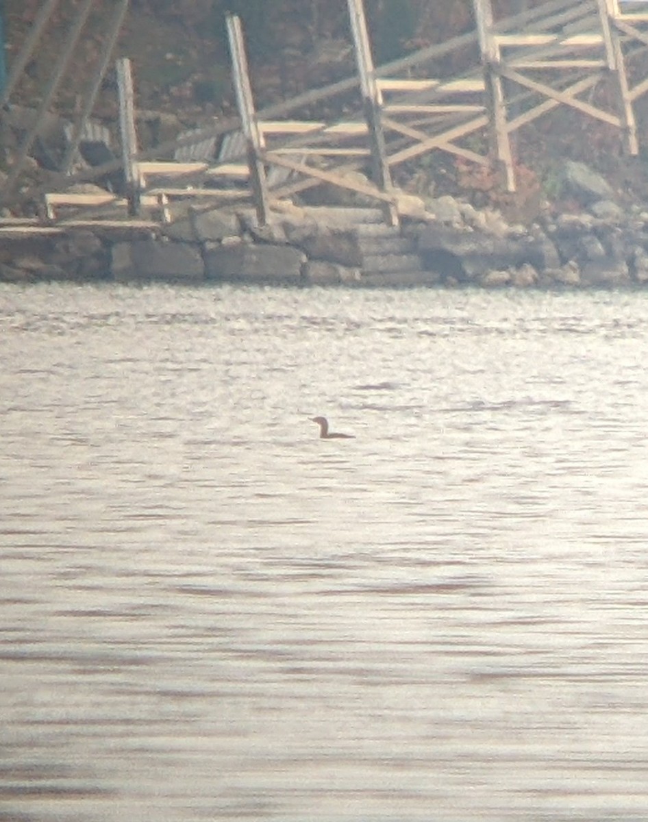 Red-throated Loon - ML610867298