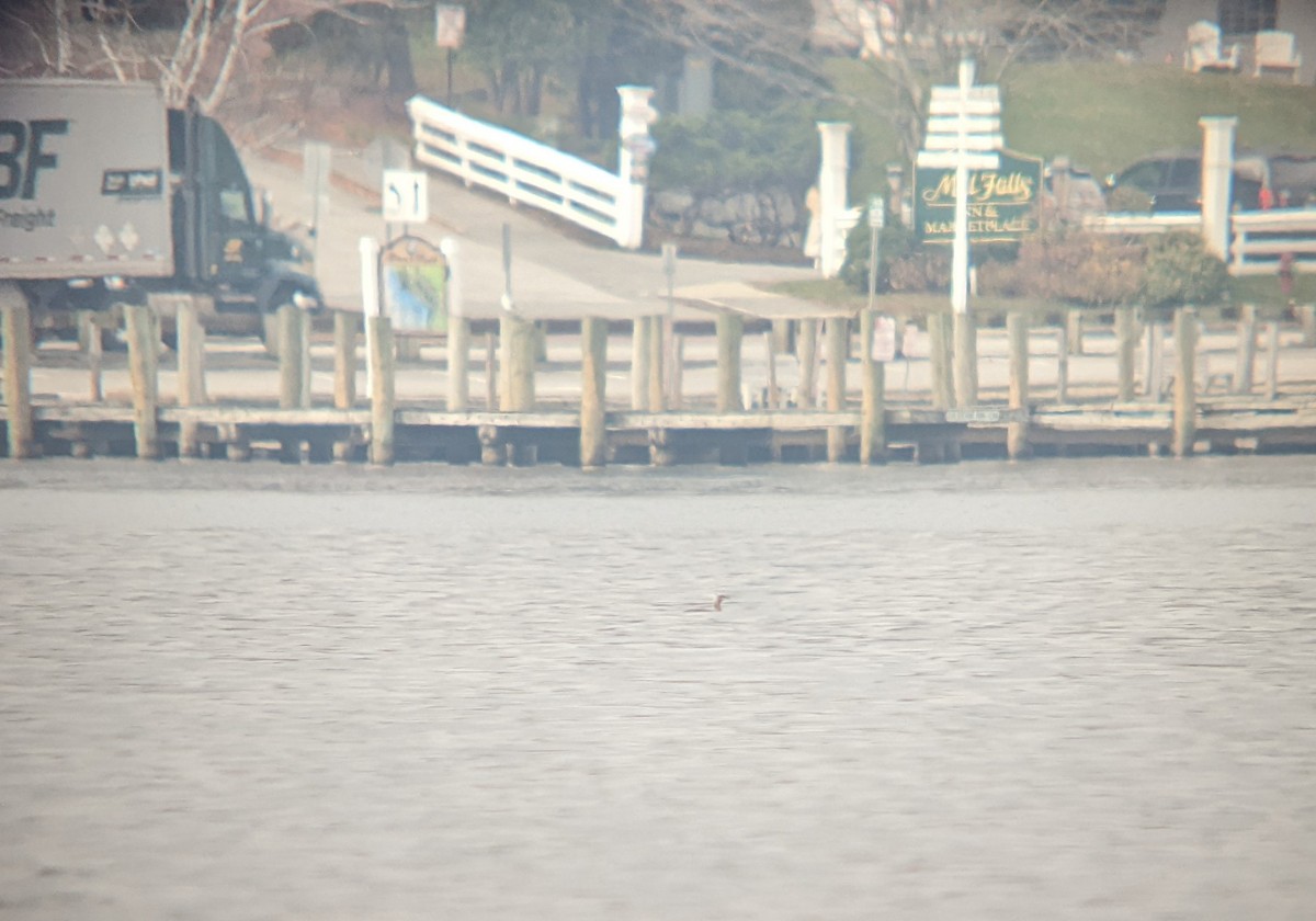 Red-throated Loon - ML610867300