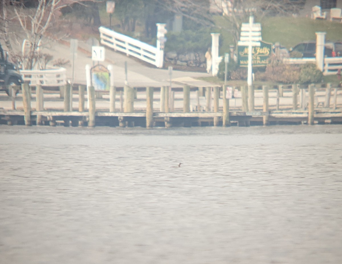 Red-throated Loon - ML610867302