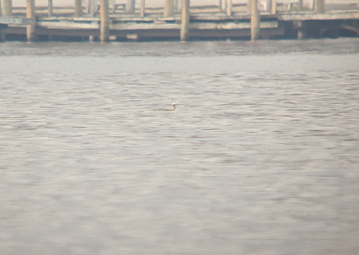 Red-throated Loon - ML610867305