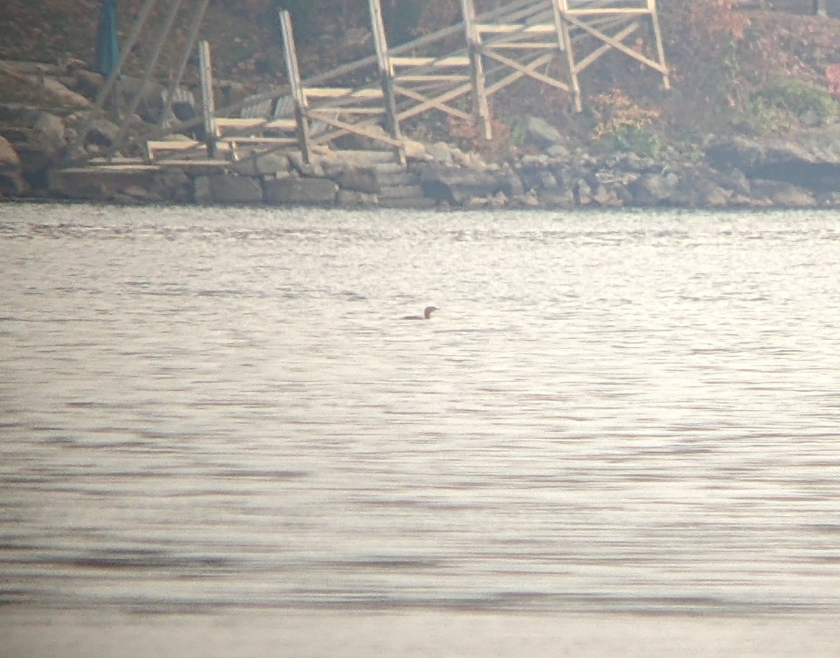 Red-throated Loon - ML610867306