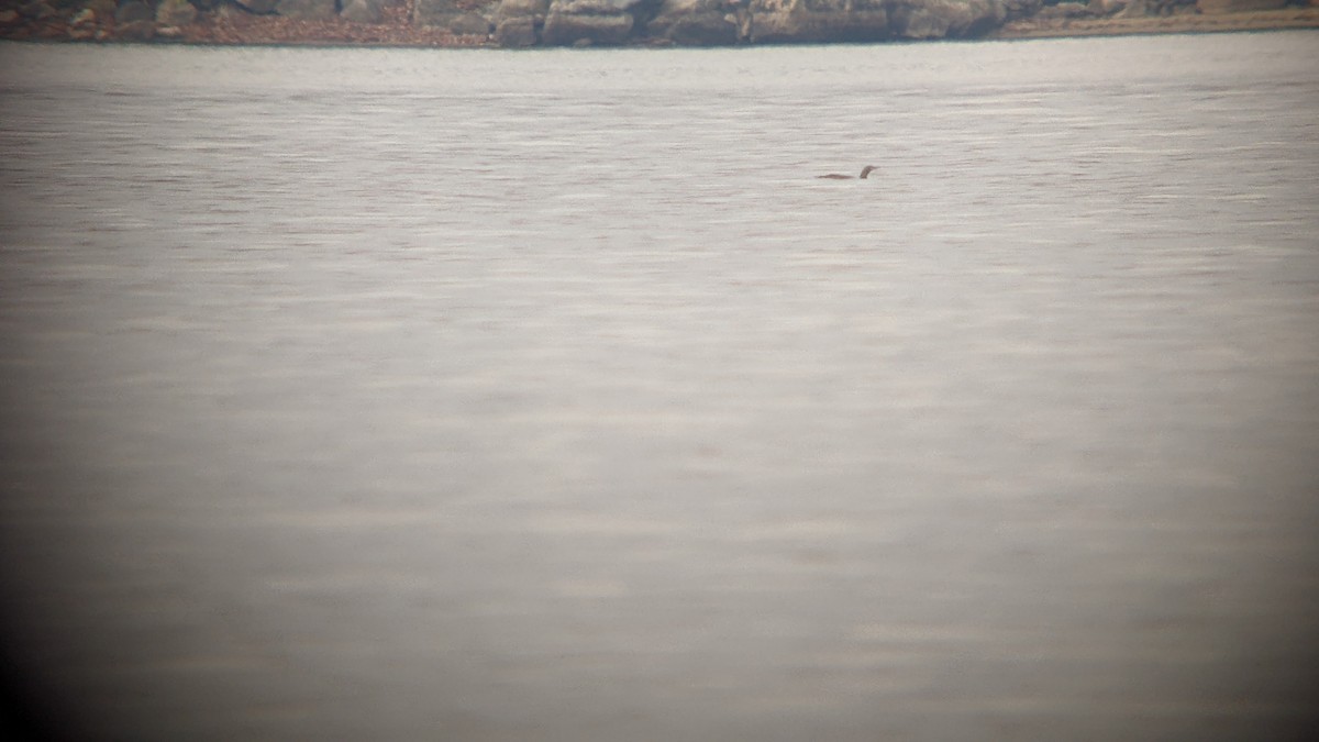 Red-throated Loon - ML610867310