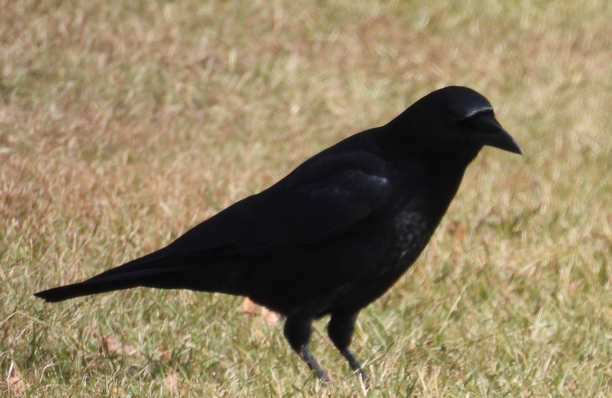 American Crow - ML610867327