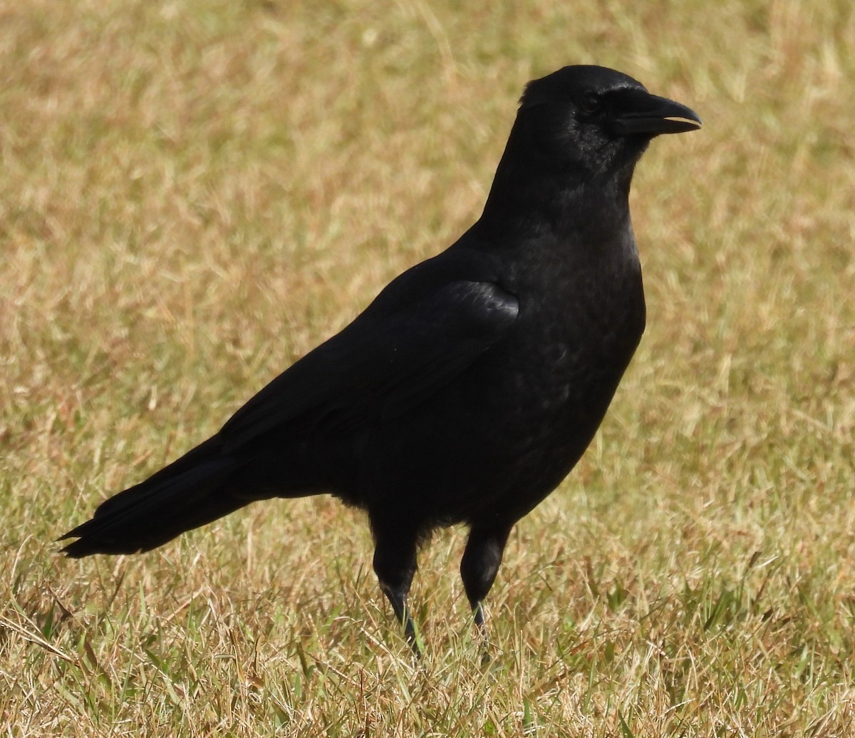 American Crow - ML610867328